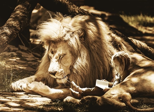 laps loeb raamatut suure ja koheva lakaga lõvi kaisus